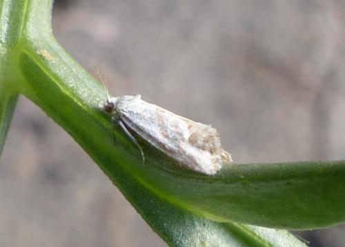 Cochylini